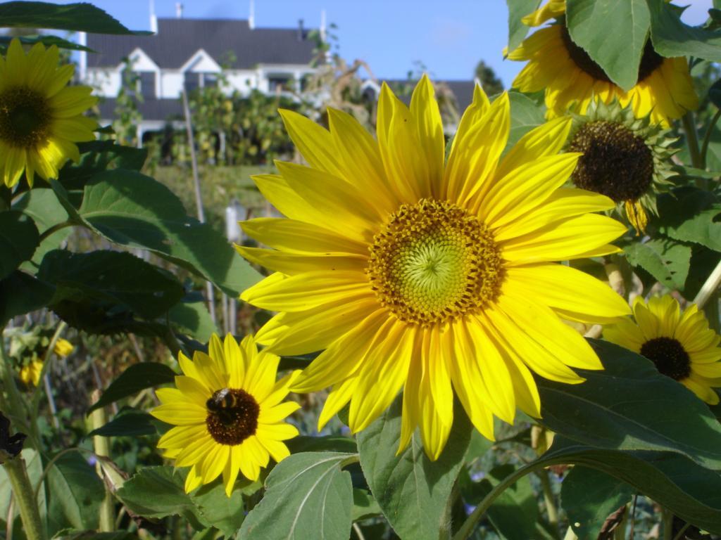 Country Homestead At Black Sheep Farm ワイプ エクステリア 写真